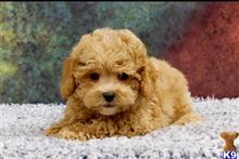 maltipoo puppy posted by NEW PUPPIES